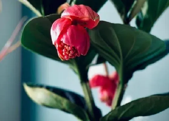 花语|宝莲灯花的寓意和象征（宝莲灯代表的花语和启示是什么）