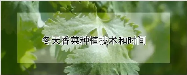 冬天香菜种植技术和时间 | 农业技术