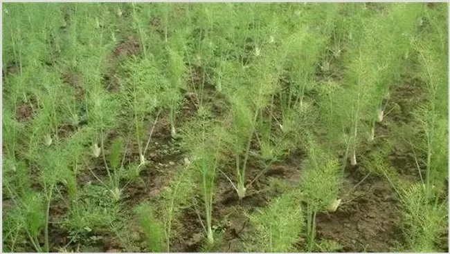 茴香的田间管理技术 | 种植技术