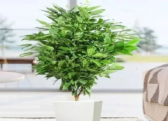 植物寓意|幸福树的寓意和象征风水