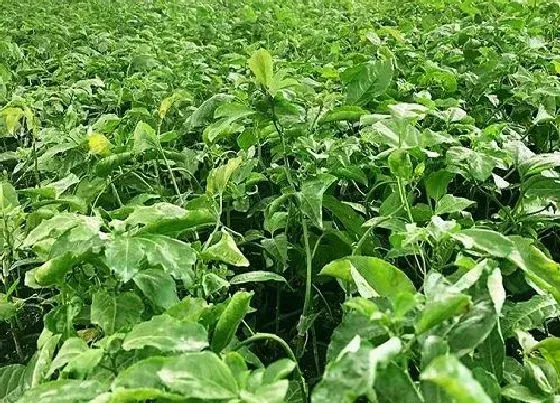 种植管理|百香果打顶时间及方法步骤(图解)