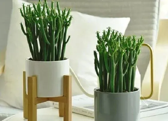 植物修剪|玉树什么时候剪枝合适