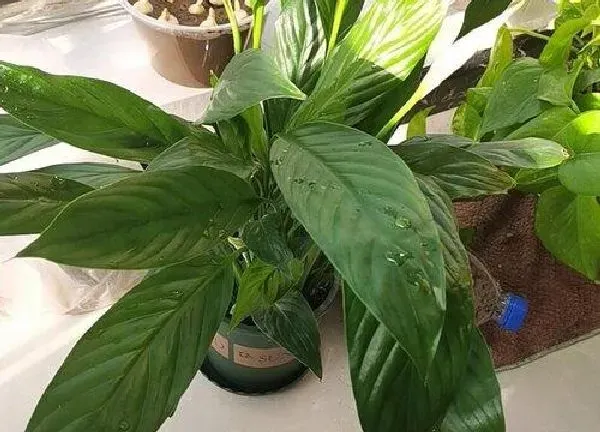 植物浇水|啤酒兑水可以浇白掌花吗