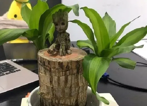 开花时间|巴西木多久能开花