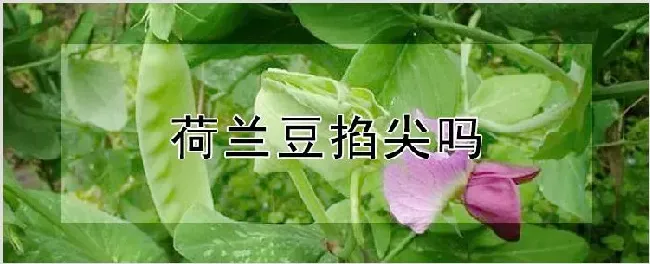 荷兰豆掐尖吗 | 自然知识