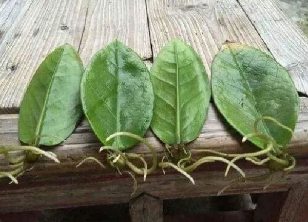 植物发芽|长寿花叶插多久发芽