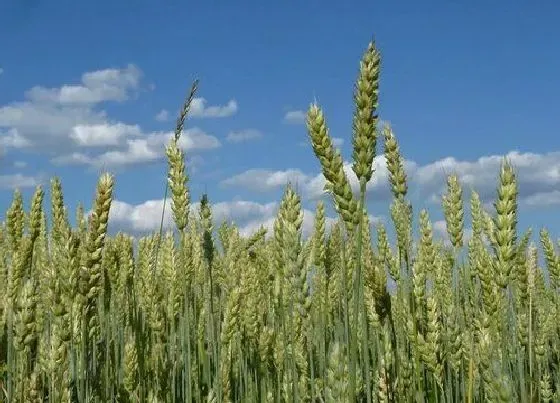 植物价格|2022年粮食大涨会马上就来吗（粮食价格趋势预测分析）