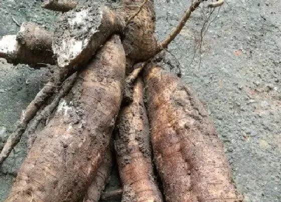 植物百科|葛是什么植物类别