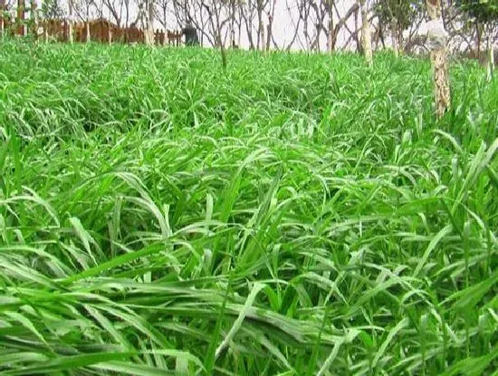种植管理|黑麦草什么时候种最好，黑麦草种植季节时间和方法）