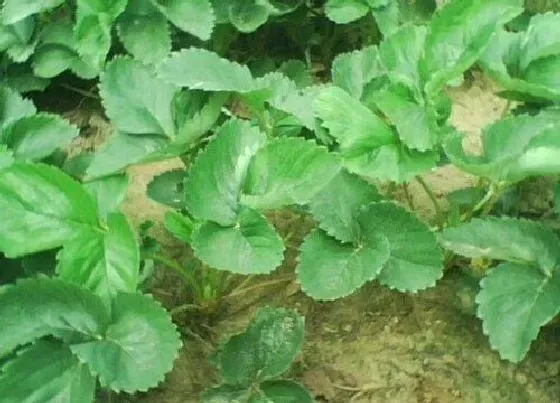 植物修剪|草莓苗怎么修剪方法