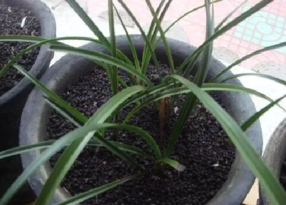植物施肥|兰花施什么肥好