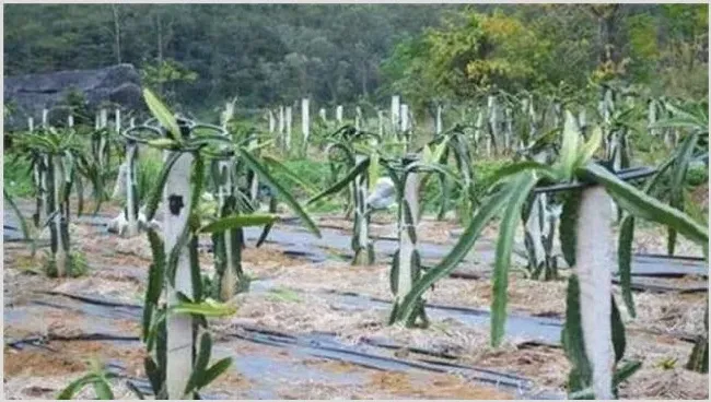 火龙果的三大育苗技术 | 种植技术