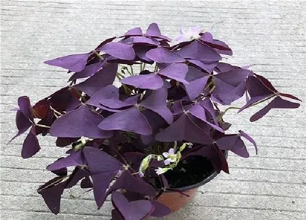 养殖科普|紫叶酢浆草一盆种几颗合适
