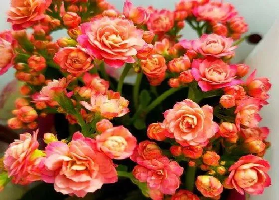 植物百科|长寿花又叫什么名字