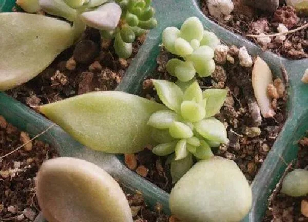 植物扦插|劳尔叶插多久发芽