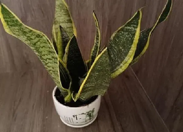 植物浇水|虎皮兰可以浇啤酒水吗