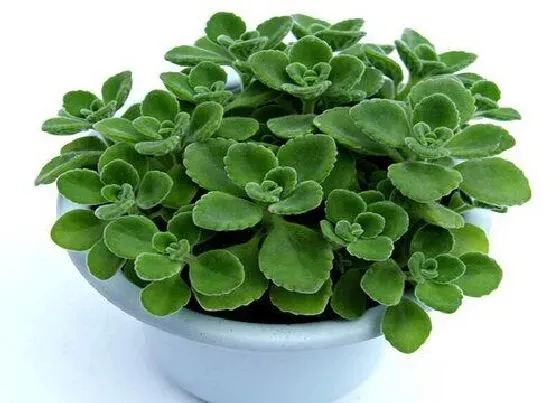 植物香味|碰碰香有香味吗
