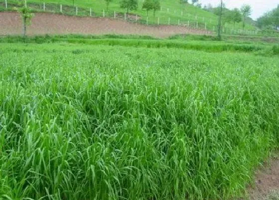 种植管理|黑麦草什么时候种最好，黑麦草种植季节时间和方法）