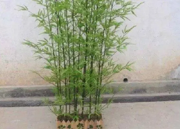 养殖科普|竹子可以种在花盆里吗