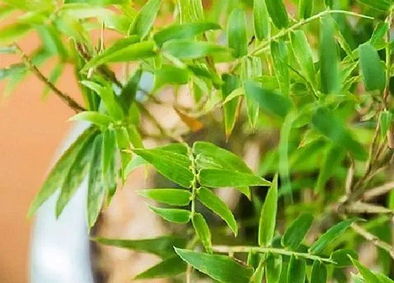 花语|竹树开花什么预兆