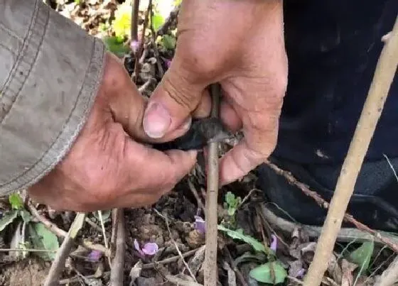 植物嫁接|柿子嫁接时间和方法