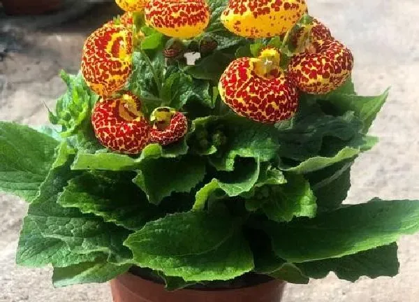 植物移栽|盆栽花什么时候换盆好