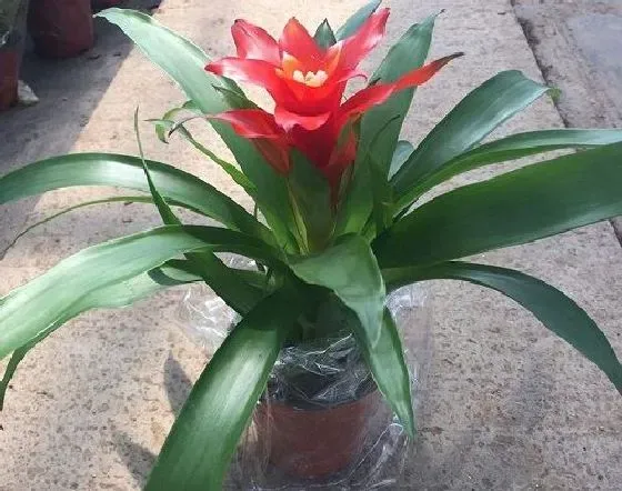开花时间|丽穗凤梨什么时候开花 开花月份与季节