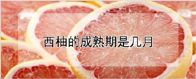 西柚的成熟期是几月 | 耕种资料