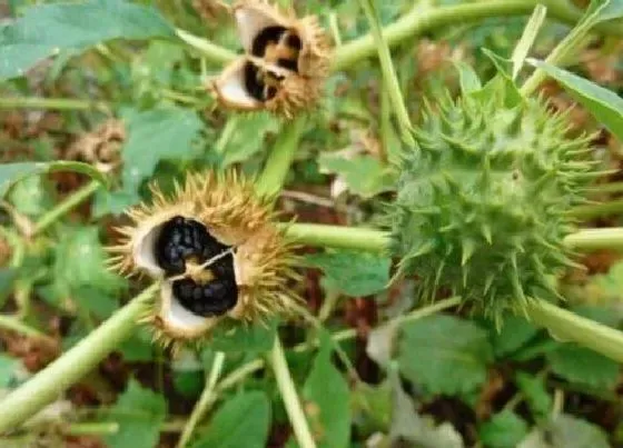 植物毒性|曼陀罗种子有毒吗