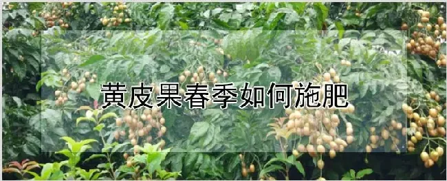 黄皮果春季如何施肥 | 农业科普