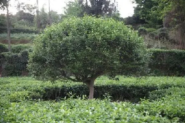 植物浇水|茶树浇水时间和正确方法