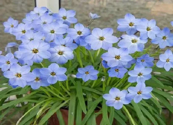 植物百科|风雨兰冬天开花吗