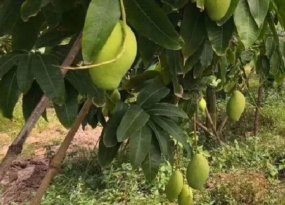 种植位置|芒果树可以种在院子里吗