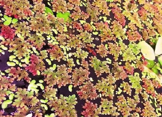 植物种类|满江红是种子植物吗