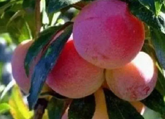 种植管理|李子怎样管理才能又大又甜，李子增大增甜度用什么方法）