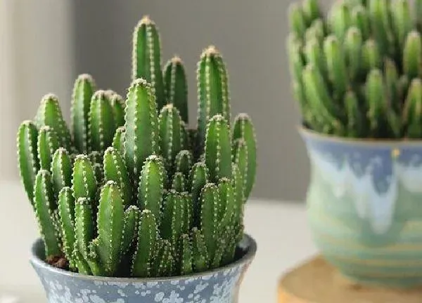 植物浇水|万重山换盆后多久浇水一次