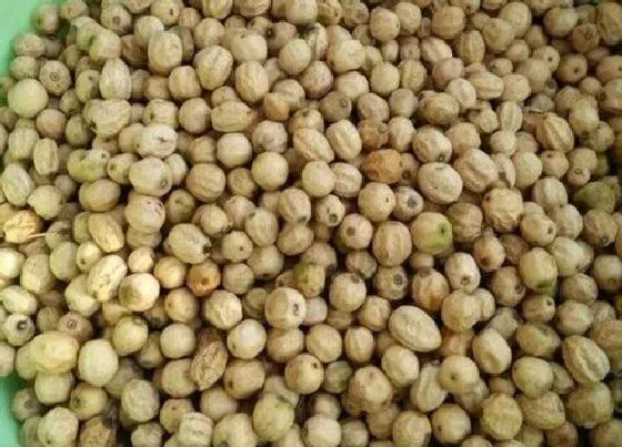 植物毒性|苦楝树种子有毒吗