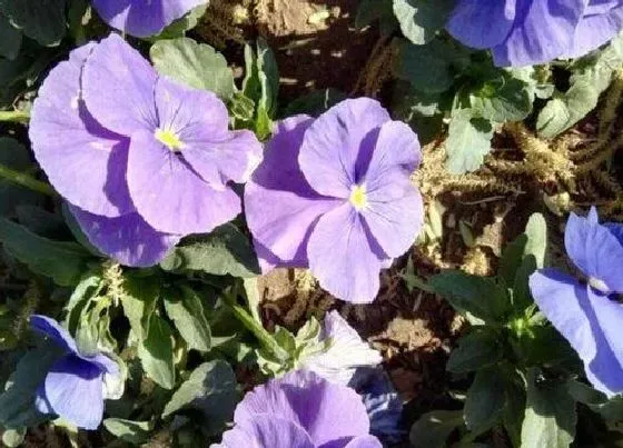 花语|海棠花代表什么花语