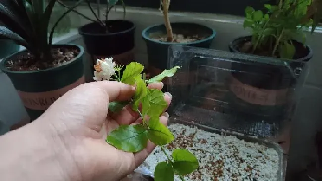 植物扦插|茉莉花可以扦插成活吗（新手可以扦插茉莉花成功的方法）