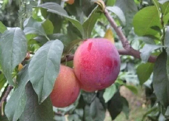 种植管理|李子怎样管理才能又大又甜，李子增大增甜度用什么方法）