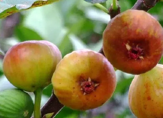 食用常识|无花果可以带皮吃吗 新鲜无花果带皮吃有毒吗