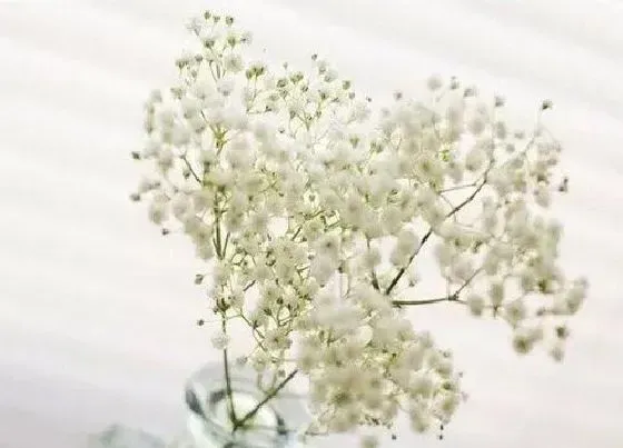 花语|不同颜色满天星花语