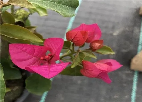养殖科普|三角梅变色龙勤花吗