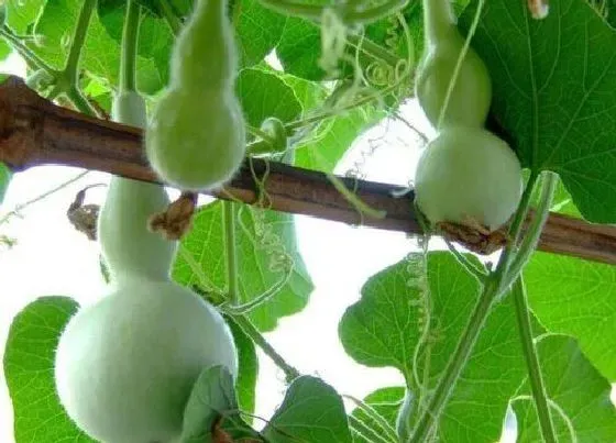 种植管理|葫芦几年结果实 种植多久能长出葫芦果