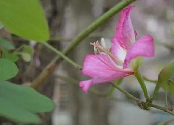 植物百科|紫荆花又叫什么花