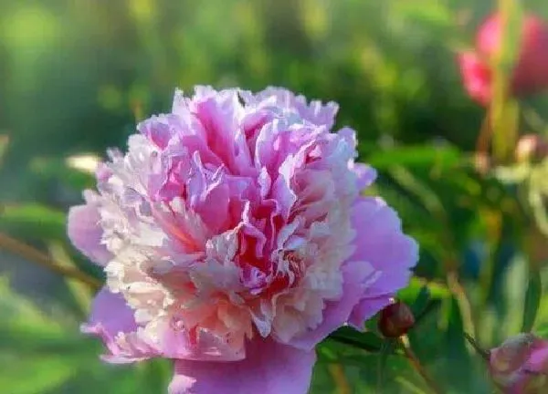 养殖科普|芍药喜光吗