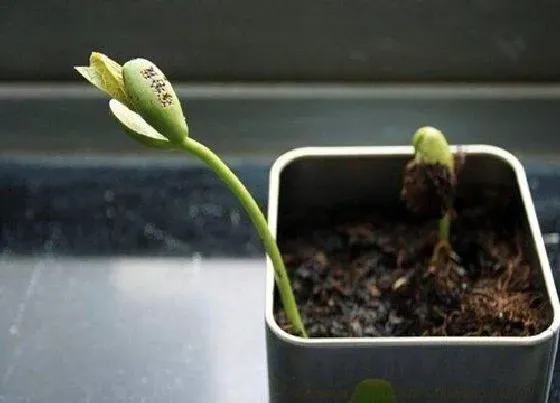 植物百科|许愿豆是什么植物