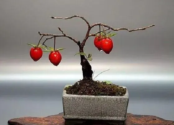 种植土壤|老鸭柿配土方法与种植土壤