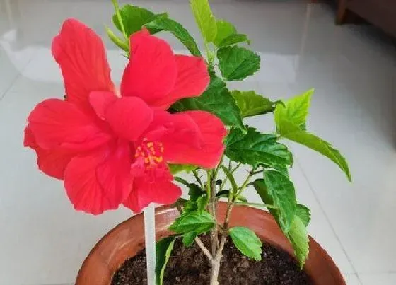 花期|朱槿花期是什么时候