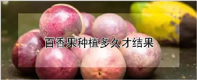 百香果种植多久才结果 | 农业科普